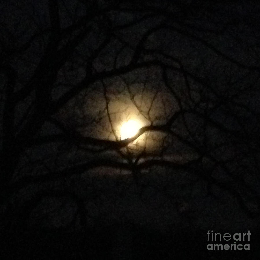 January 2016 Full Moon through Walnut Tree Photograph by Conni Schaftenaar