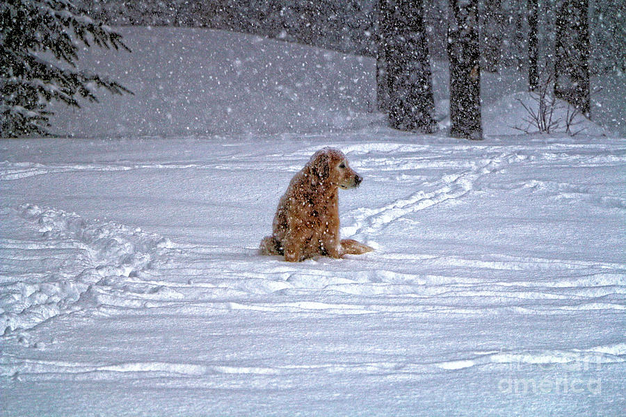January Blizzard Photograph by Elizabeth Dow