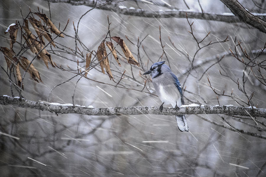 January Blue Jay Photograph by Angie Rea
