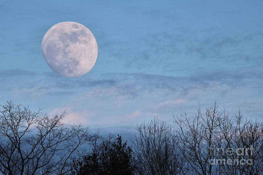 Tree Photograph - January Blue Moon Rising by Sandra Huston