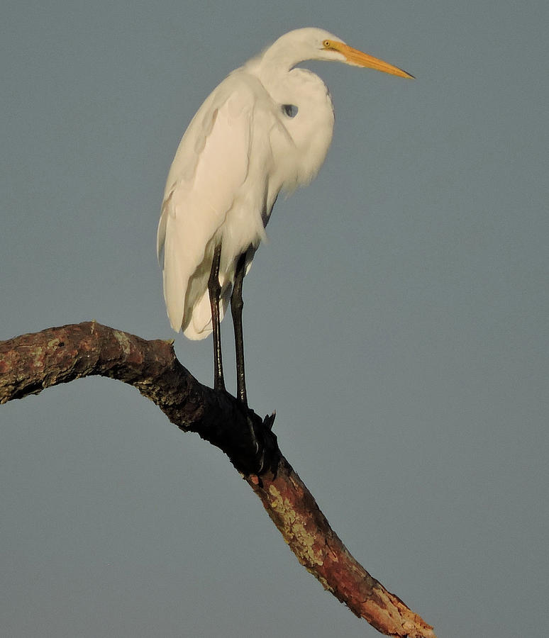 January Egret by Peg Toliver January Egret by Peg Toliver