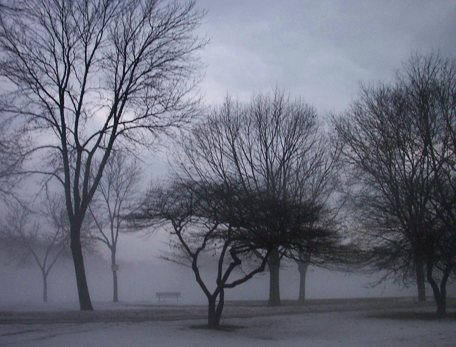 January fog 6 Photograph by Anita Burgermeister
