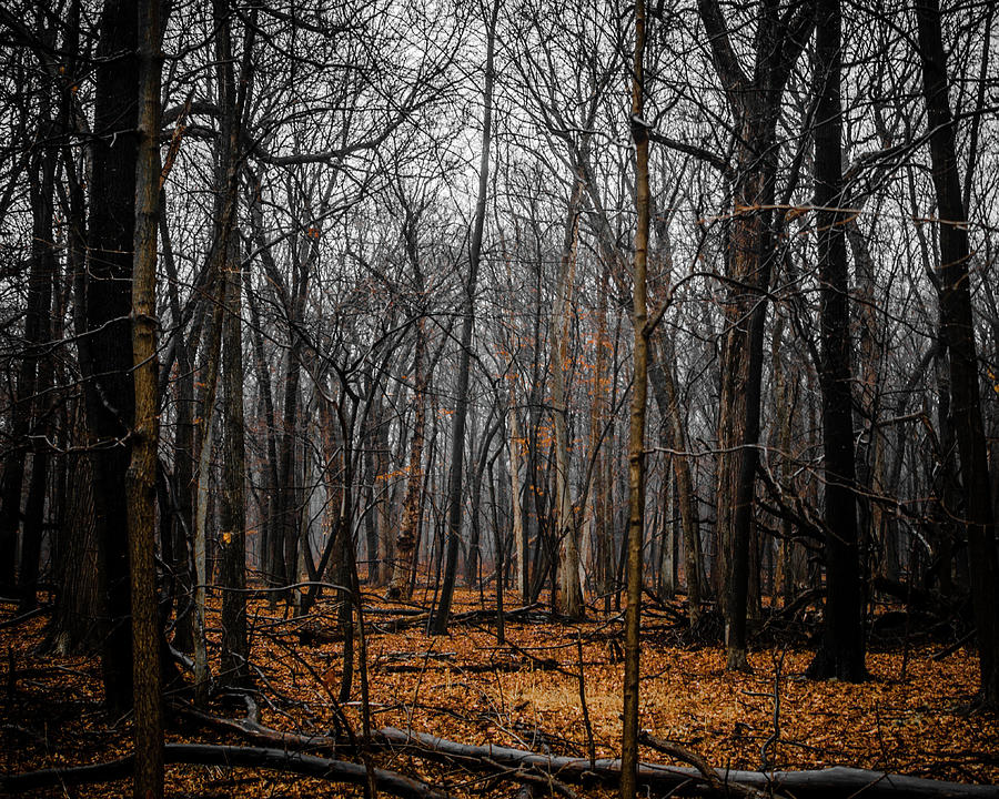 January Forest Rains Photograph by Miguel Winterpacht