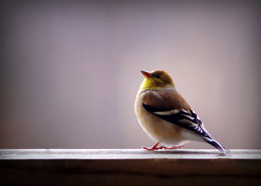 January Goldfinch Photograph by Cricket Hackmann