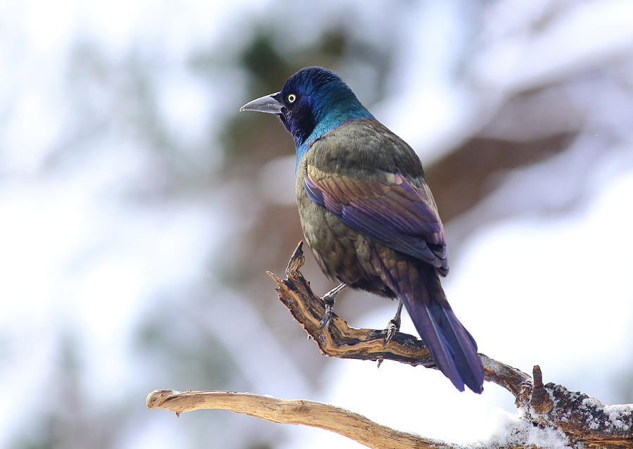 January Grackle Photograph by Daniel Reed