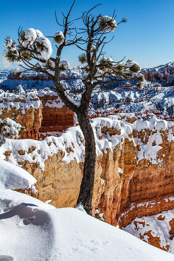 January In Bryce Photograph by James Marvin Phelps