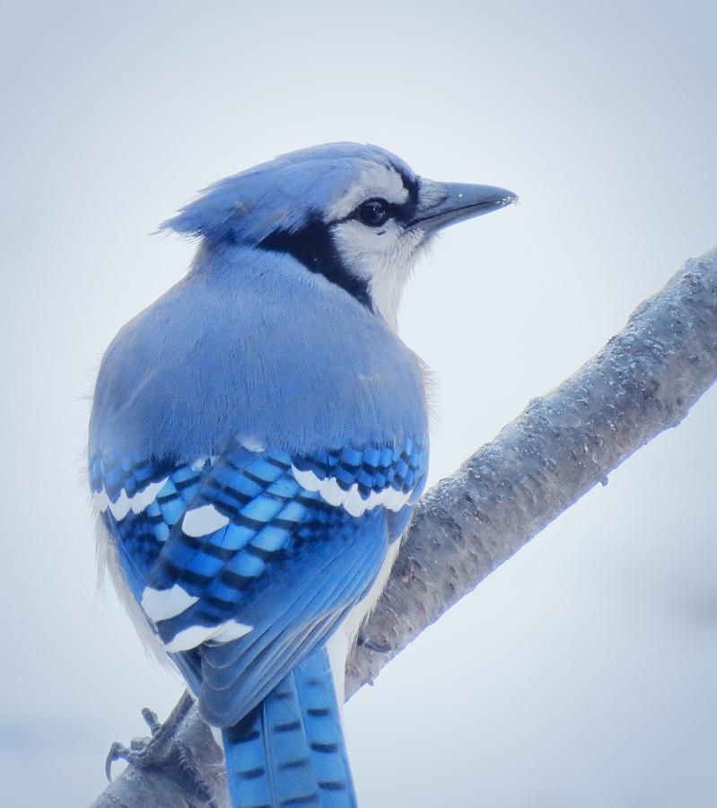 January Jay - Bird Photograph by MTBobbins Photography