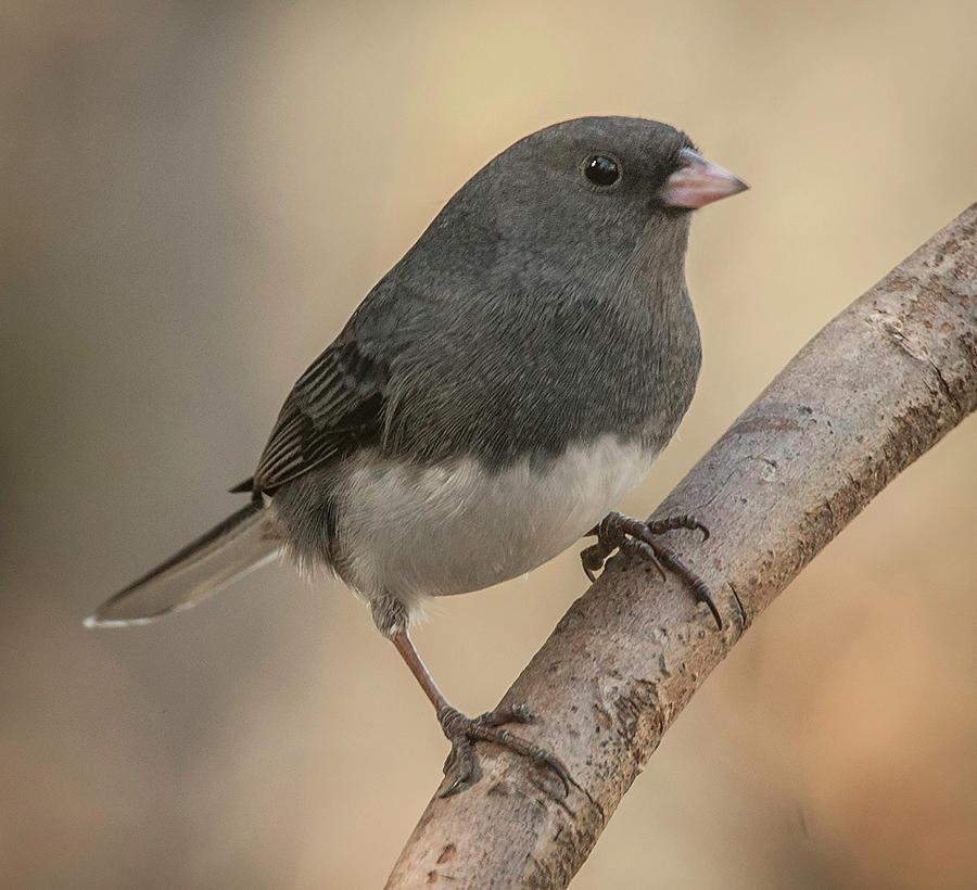 January Junco Photograph by Jim Moore