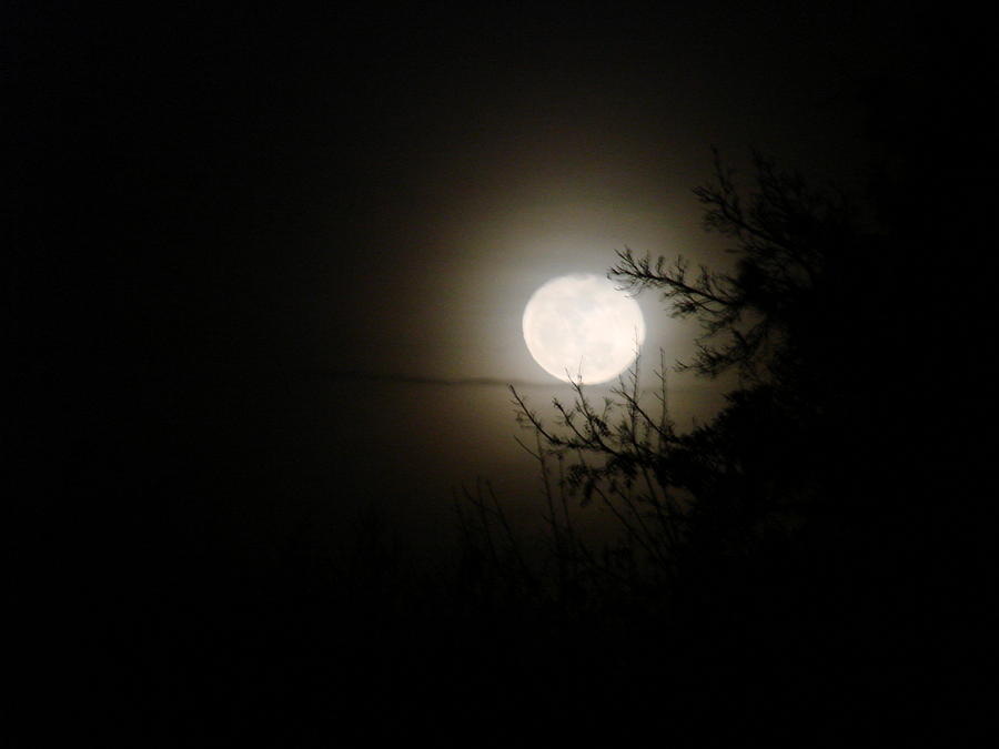 January Moon - 2010 Photograph by Liz Vernand