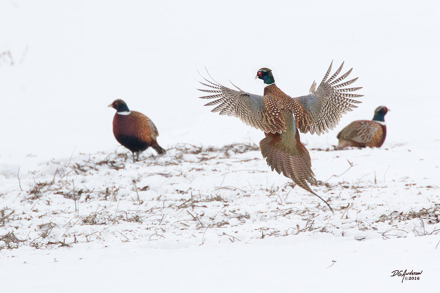 January Pheasants Photograph by Don Anderson