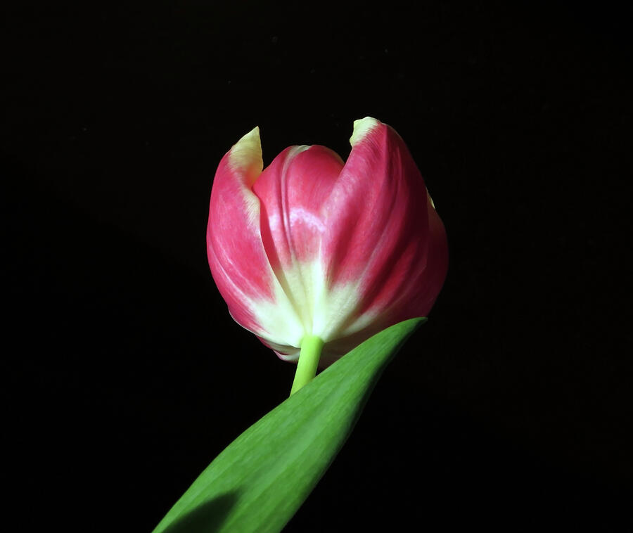 January Red Tulip Photograph by Johanna Hurmerinta