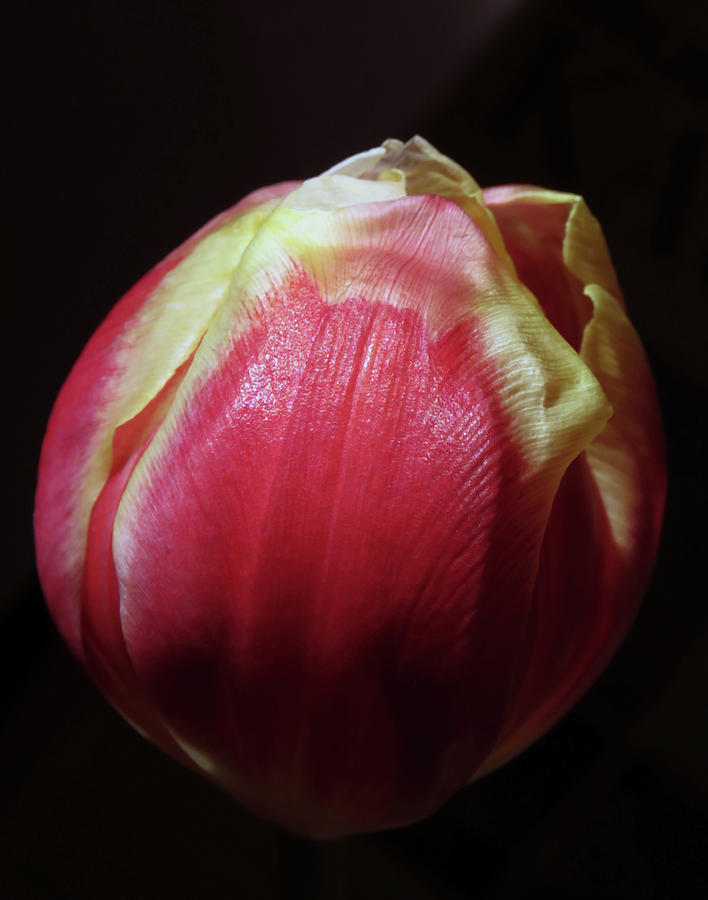 Red Tulip Bud  Photograph by Johanna Hurmerinta