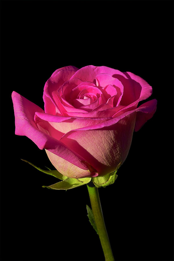 January Rose Photograph by Gary Dean Mercer Clark