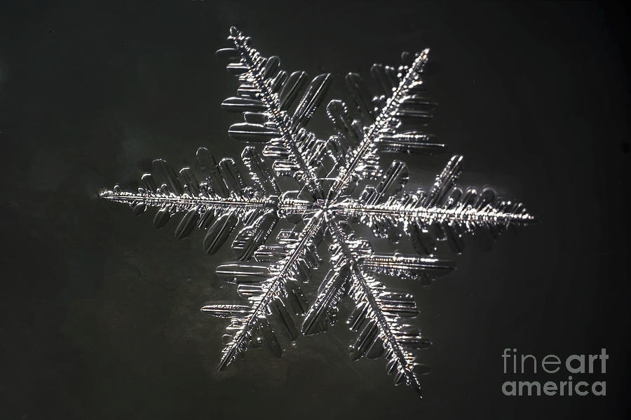January Snowflake Photograph