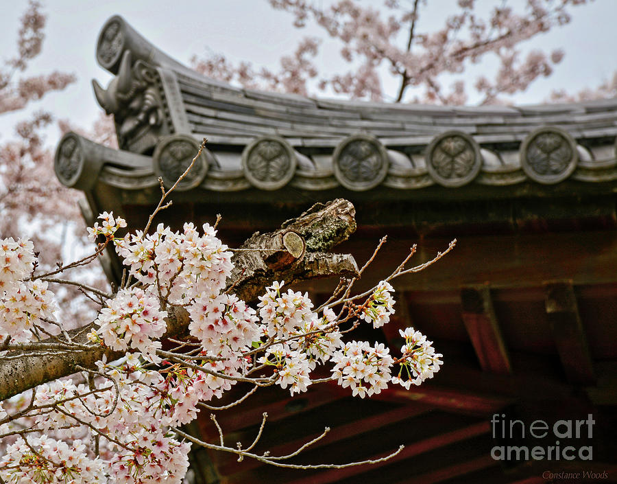 Japan In The Spring Photograph by Constance Woods