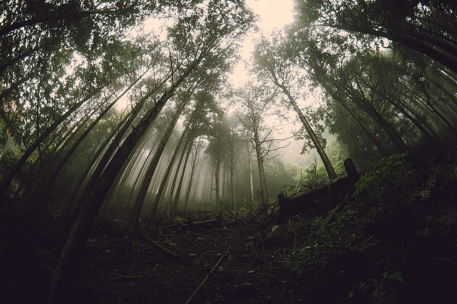 Japan Mountain Forest Photograph by Jonathan Craft - Pixels