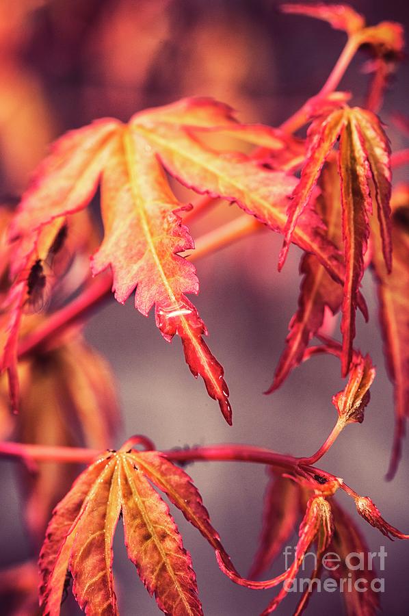 Japanese acer Photograph by Patricia Hofmeester