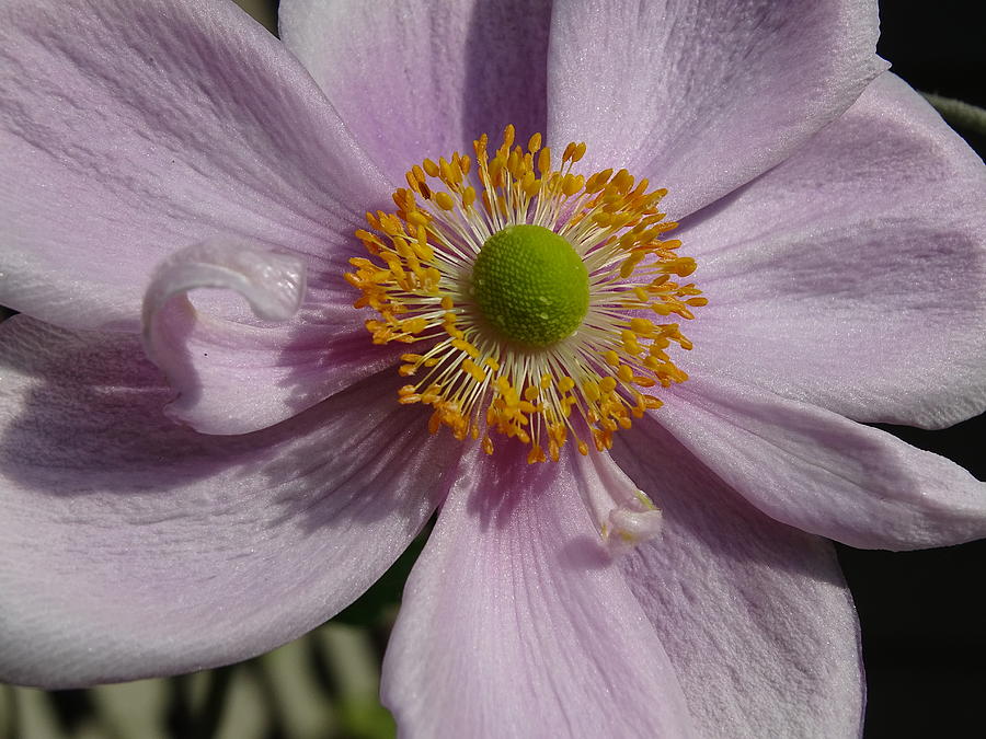 Japanese Anemone #1 Photograph by Amelia Emery - Fine Art America