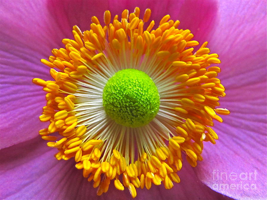 Japanese Anemone Close Up Photograph