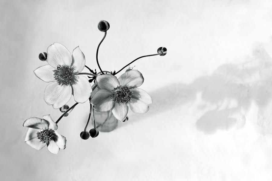 Japanese Anemone in Black and White Photograph by Brooke T Ryan