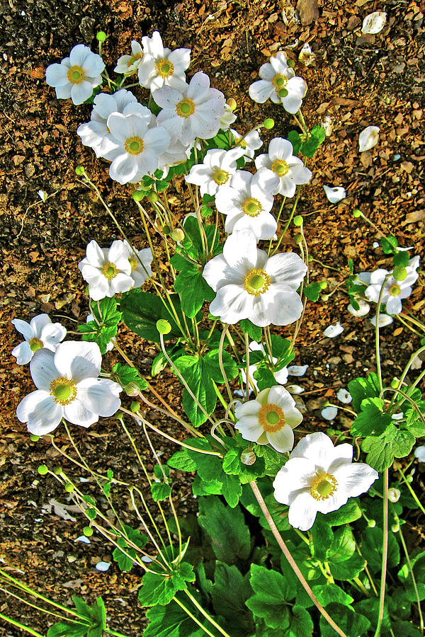 Japanese Anemone in National Botanical Garden, Washington DC Photograph by Ruth Hager