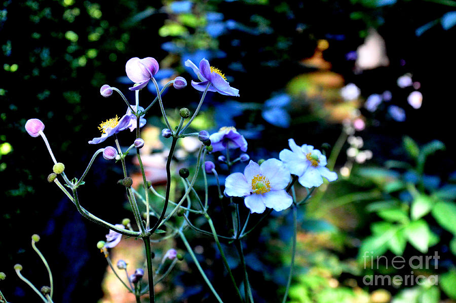 Japanese Anemone in the Afternoon Light Photograph by Tatyana Searcy