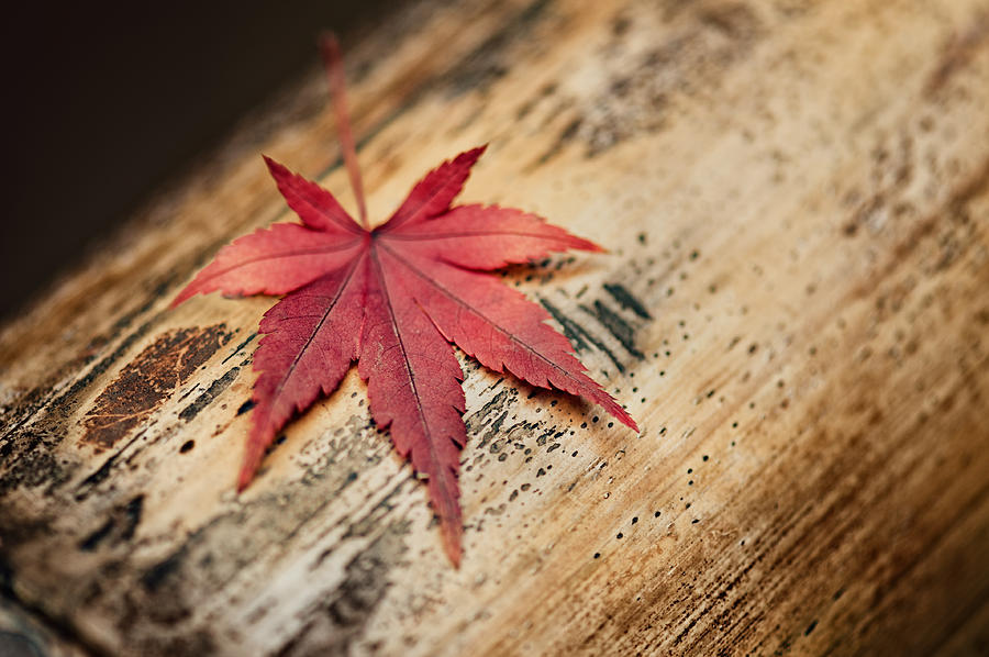Japanese Autumn Photograph by U Schade