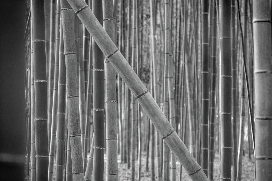 Japanese Bamboo Photograph by Erika Gentry