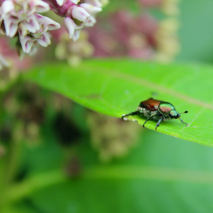 Japanese Beatle on a Common Milkweed Plant on the Blue Ridge Mountains USA Photograph by M E