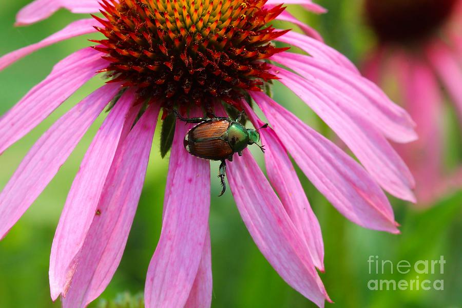 Japanese Beetle Photograph by Jimmy Ostgard