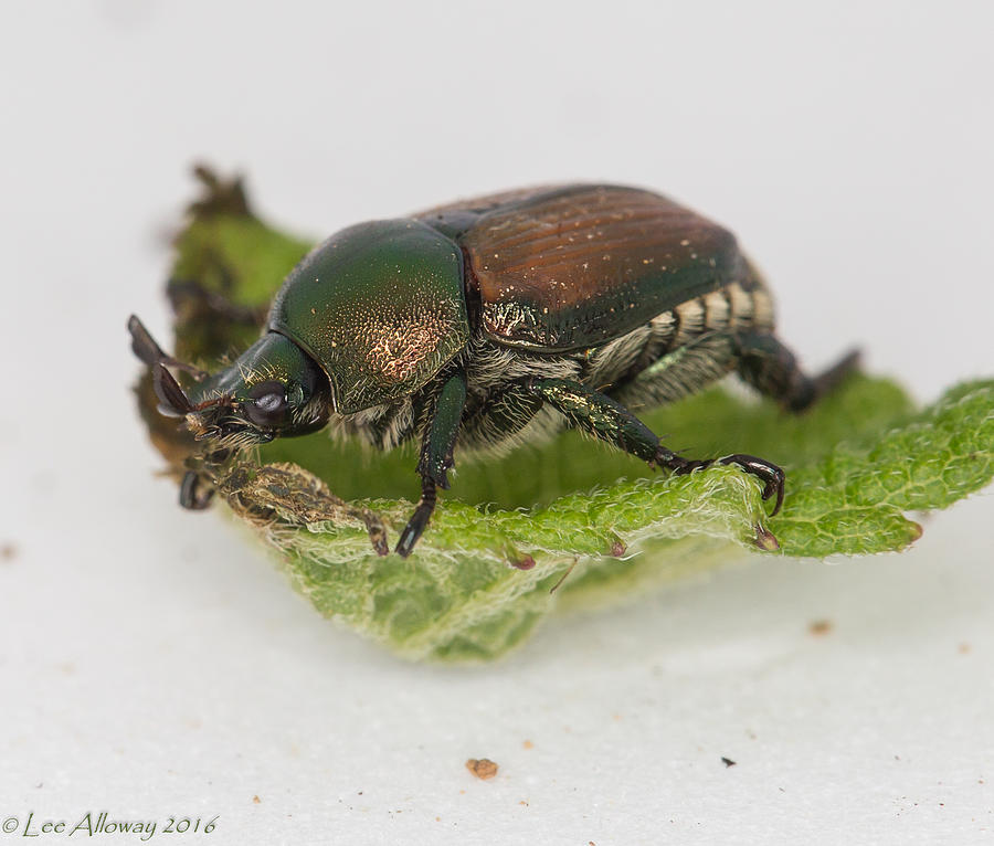 Japanese Beetle Photograph by Lee Alloway