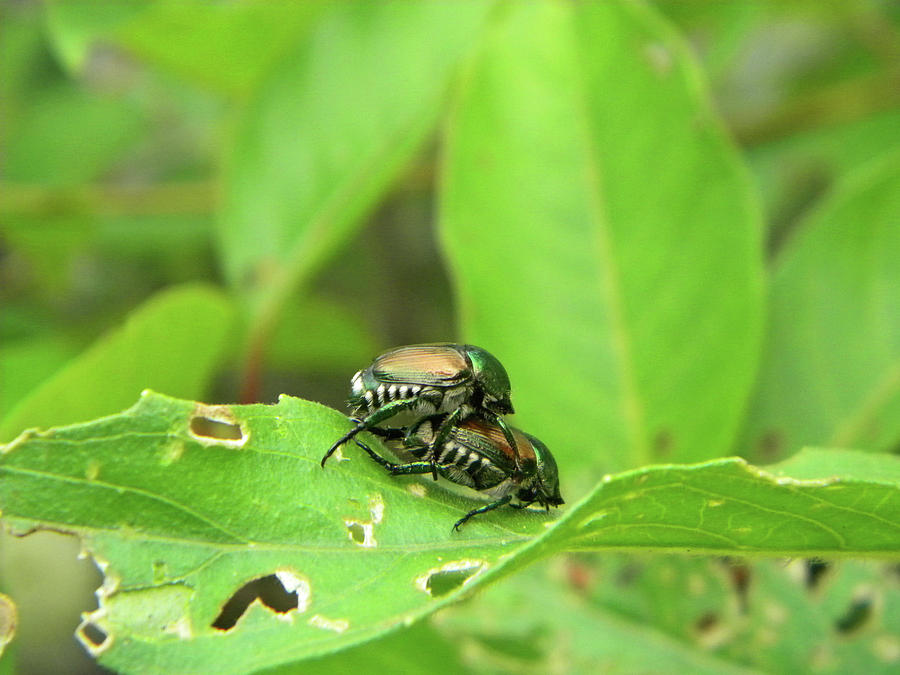 Japanese Beetle Mania Photograph
