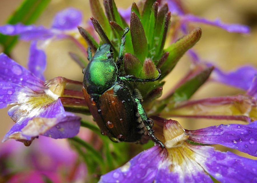 Animal Photograph - Japanese Beetle by Michele Stoehr