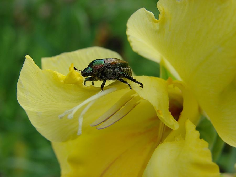 Japanese Beetle on Gladiolus  Photograph by Carl Moore