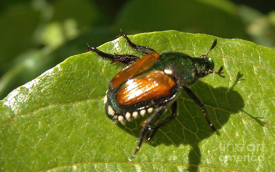 Japanese Beetle On Viburnum Bush Leaf Summer Indiana Photograph by Rory ...