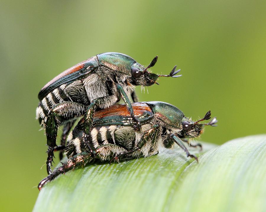 Japanese Beetles Photograph by Doris Potter