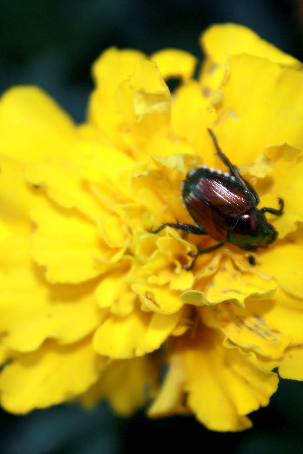 Bug Photograph - Japanese Bettle eating lunch by Linda Kupstas Bug Photograph - Japanese Bettle eating lunch by Linda Kupstas