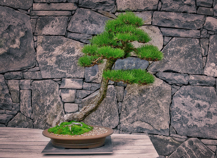 Japanese Black Pine Bonsai Photograph by Steven Ralser