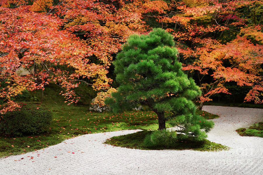 Japanese black pine tree  Tenjuan Temple Zen  Garden in fall 