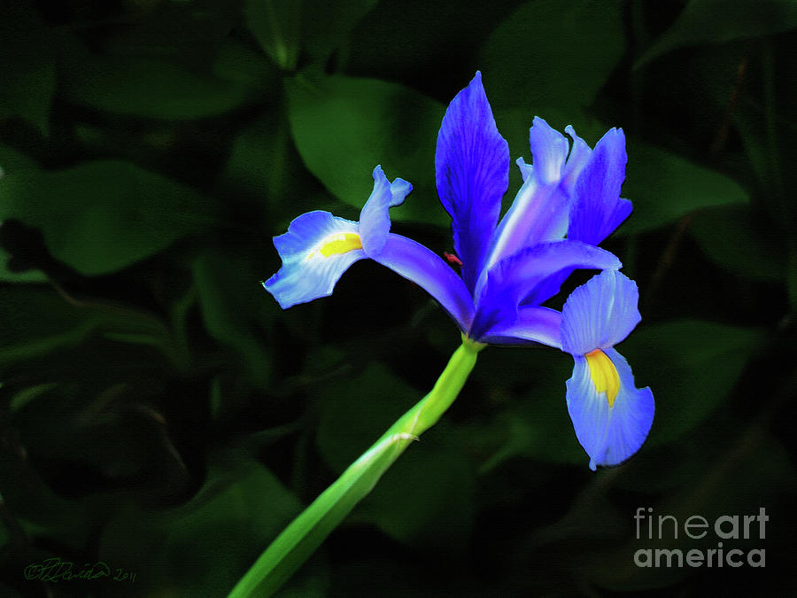 Japanese Blue Iris Photograph by Pat Davidson