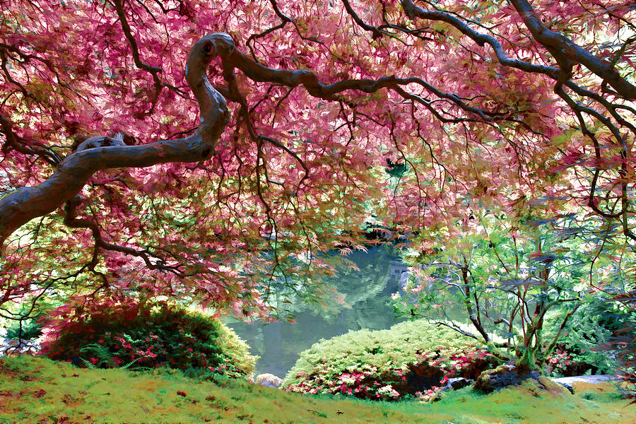 Japanese Burgundy Maple Tree Photograph by Athena Mckinzie