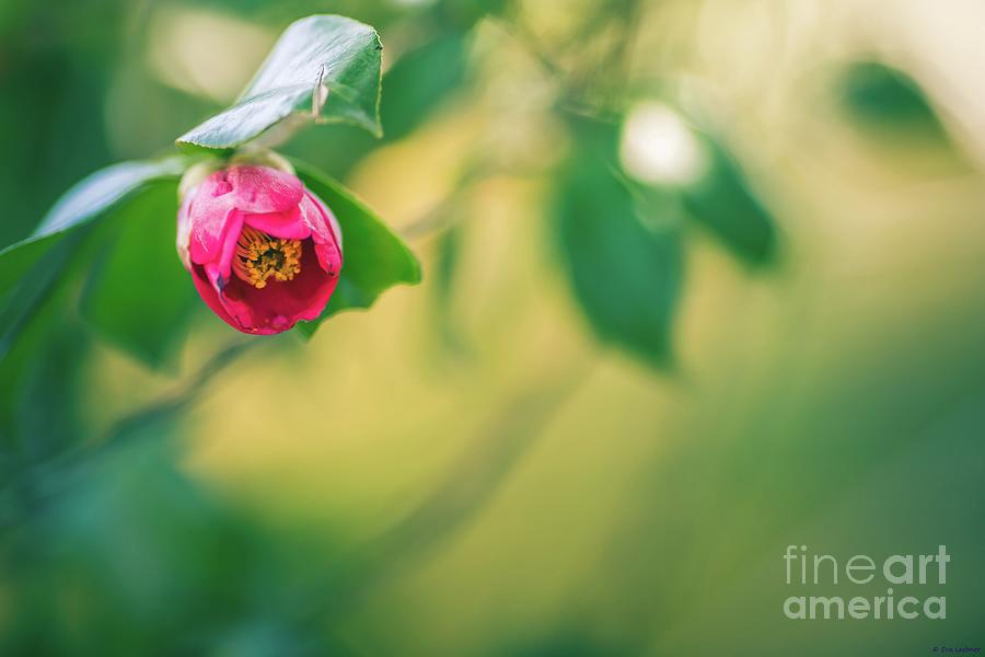 Spring Photograph - Japanese Camellia by Eva Lechner