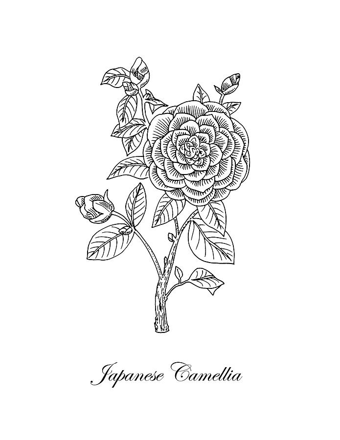 Flower Drawing - Japanese Camellia Flower Botanical Drawing  by Irina Sztukowski
