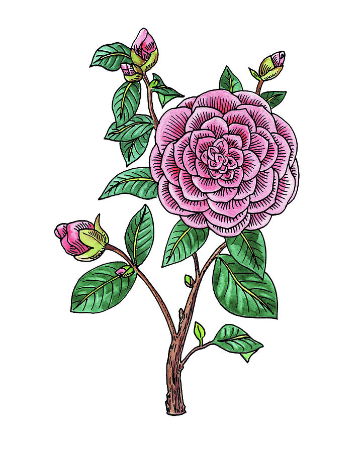 Japanese Camellia Flower Watercolor Painting by Irina Sztukowski