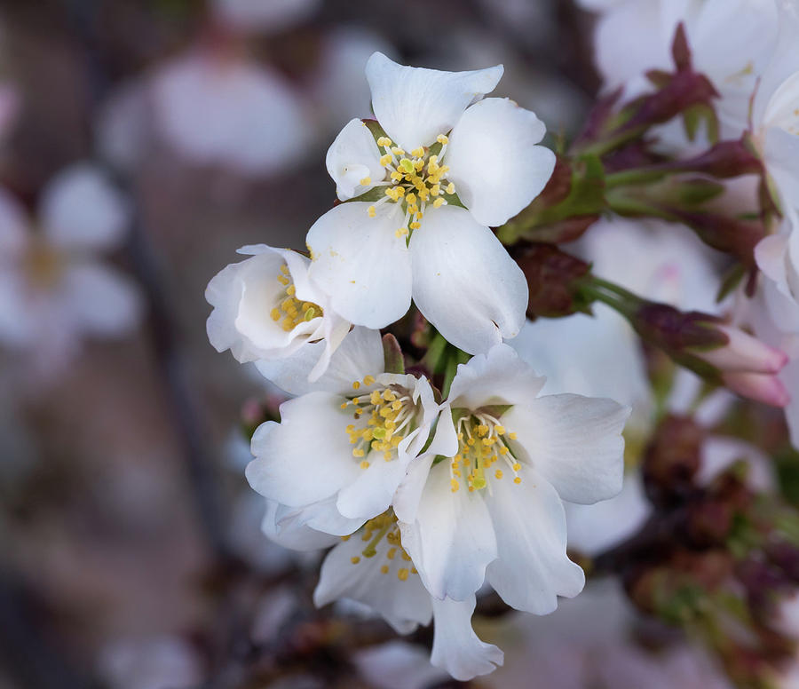 Japanese Cherry Blooms Photograph by Cynthia Wolfe