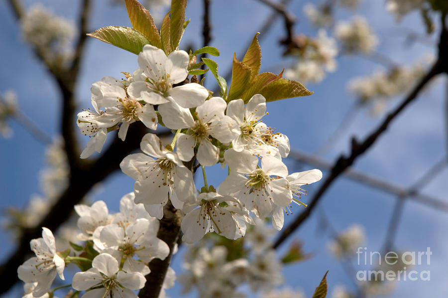 Japanese Cherry Blossom Photograph