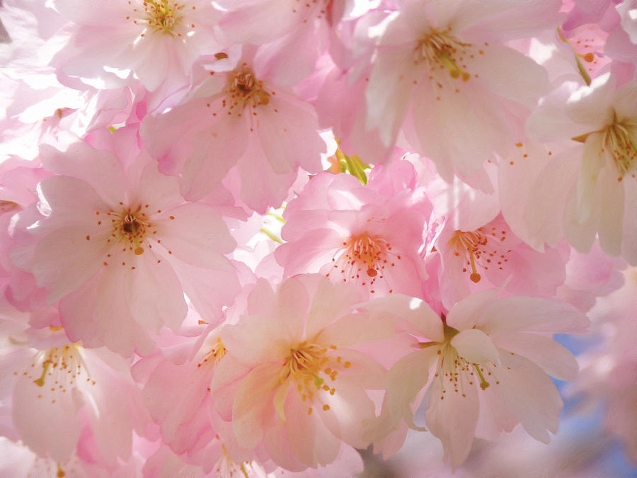 Spring Photograph - Japanese Cherry Blossom Beauty by Georgiana Romanovna