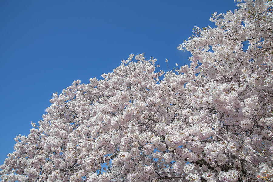 Japanese Cherry Tree Blossoms on the Tidal Basin DS0081 Photograph by Gerry Gantt