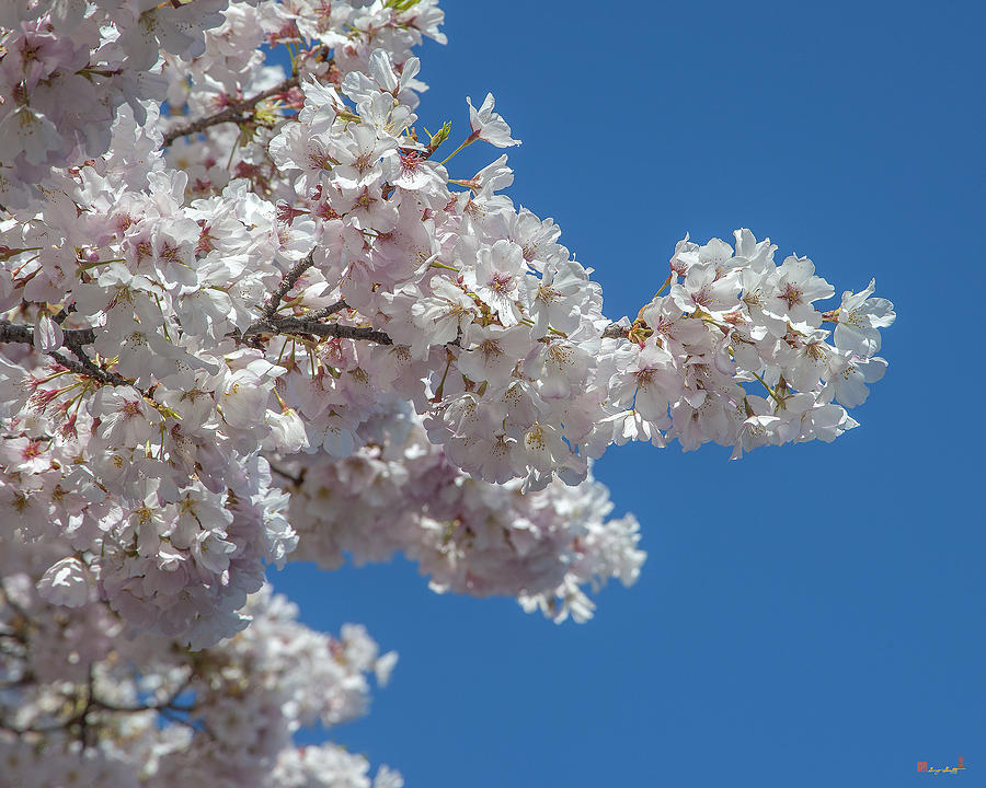 Japanese Cherry Tree Blossoms on the Tidal Basin DS0082 Photograph by ...