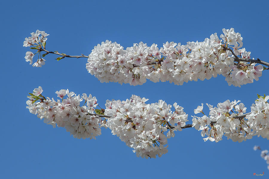 Japanese Cherry Tree Blossoms on the Tidal Basin DS0083 Photograph by Gerry Gantt